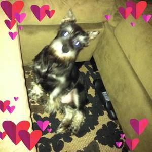 Meet your Posher, Jeny